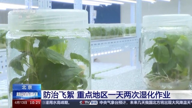 北方多地进入杨柳飞絮高发期 如何科学治理？(图5)