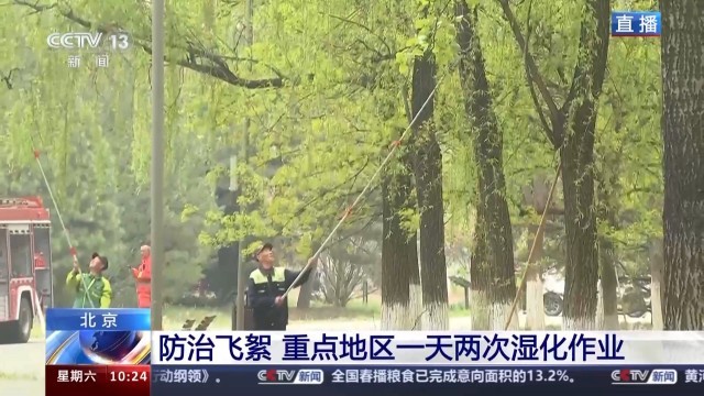 北方多地进入杨柳飞絮高发期 如何科学治理？(图4)