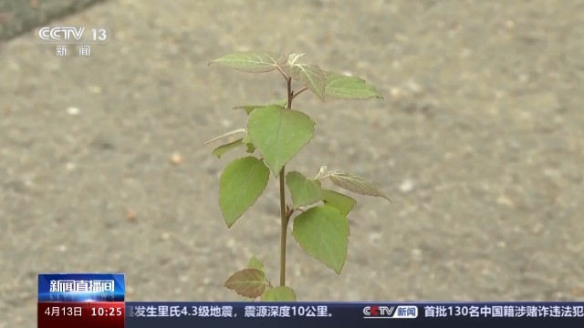北方多地进入杨柳飞絮高发期 如何科学治理？(图6)