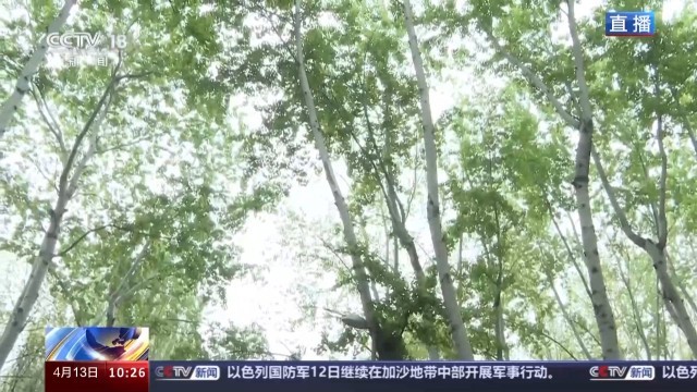 北方多地进入杨柳飞絮高发期 如何科学治理？(图7)