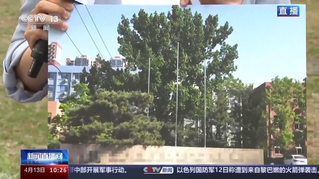 北方多地进入杨柳飞絮高发期 如何科学治理？(图8)