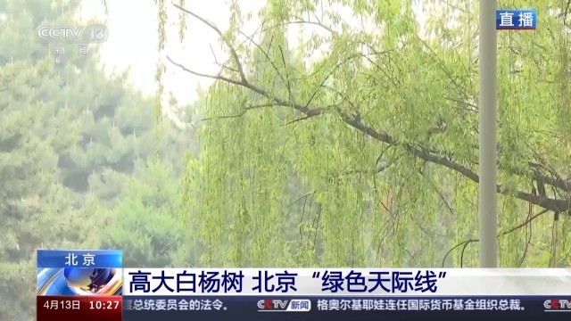 北方多地进入杨柳飞絮高发期 如何科学治理？(图9)
