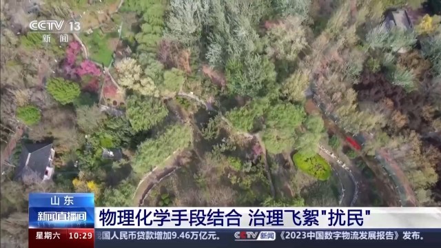 北方多地进入杨柳飞絮高发期 如何科学治理？(图11)